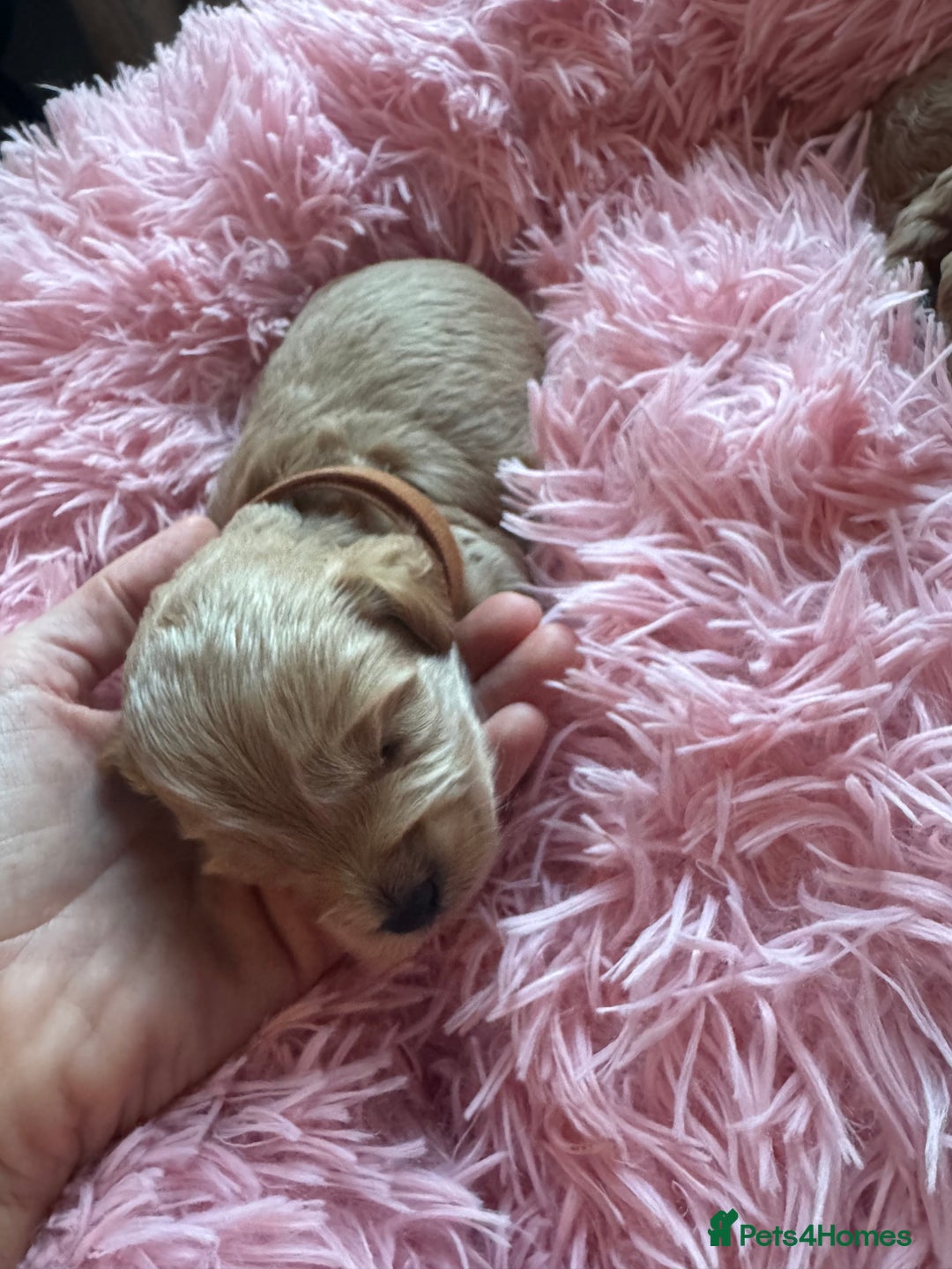 Cavapoo dogs for sale: Toy cavapoo  - Image 7