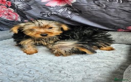 Yorkshire Terrier dogs for sale: Yorkshire terrier puppies  - Image 2