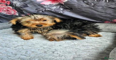 Yorkshire Terrier dogs - Advert 14