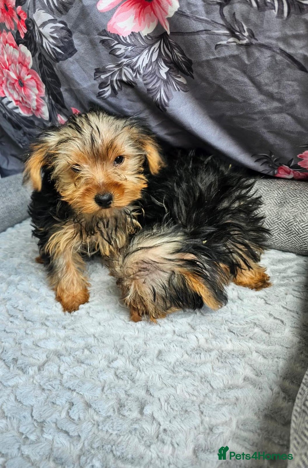 Yorkshire Terrier dogs for sale: Yorkshire terrier puppies  - Image 2