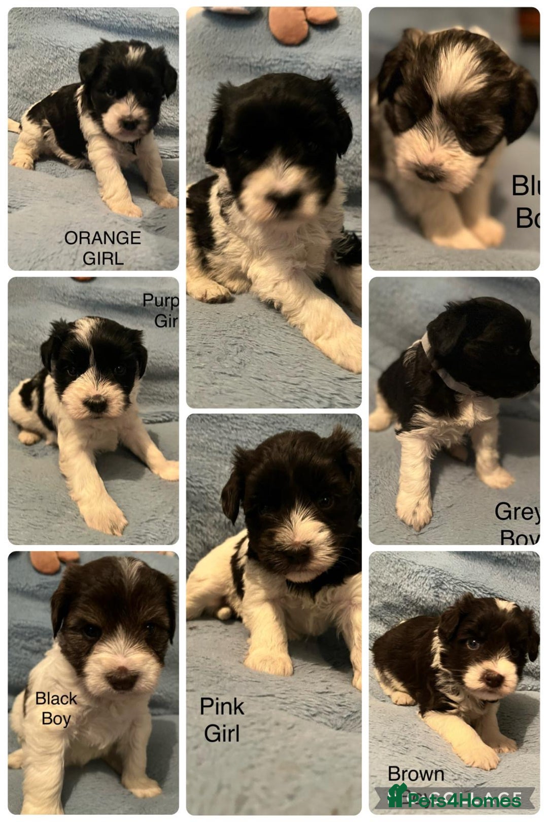 Miniature Schnauzer dogs for sale: OMG ❤️RARE  PEDIGREE PARTI MINIATURE SCHNAUZER  - Advert 4