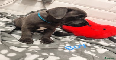 Staffordshire Bull Terrier dogs - Advert 3