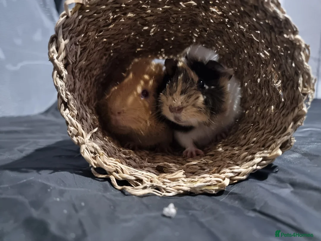 Guinea Pig rodents for sale: 2 male guinea pigs in Dudley - Advert 1