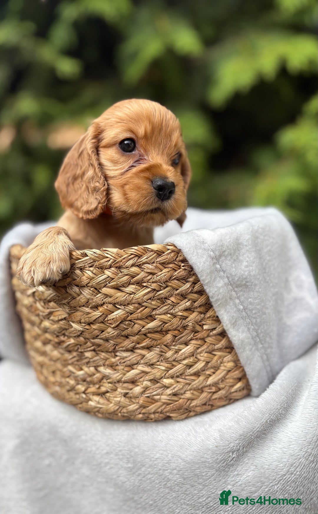 Cocker Spaniel dogs for sale: GORGEOUS SHOW TYPE SABLES COCKER SPANIAL PUPPIES - Image 10