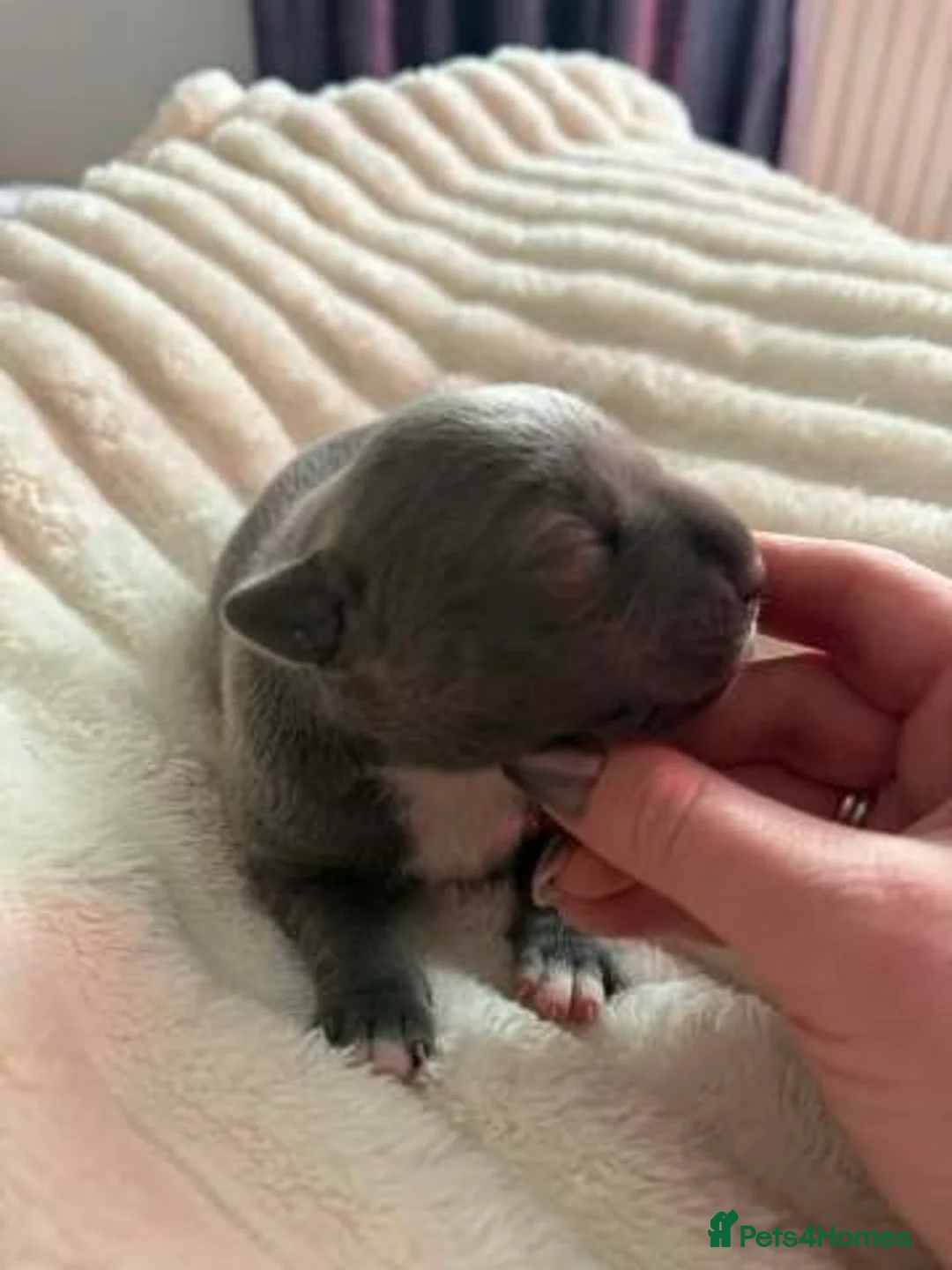 Staffordshire Bull Terrier dogs for sale: Stunning 100% Outstanding Staffy Puppies  - Advert 13