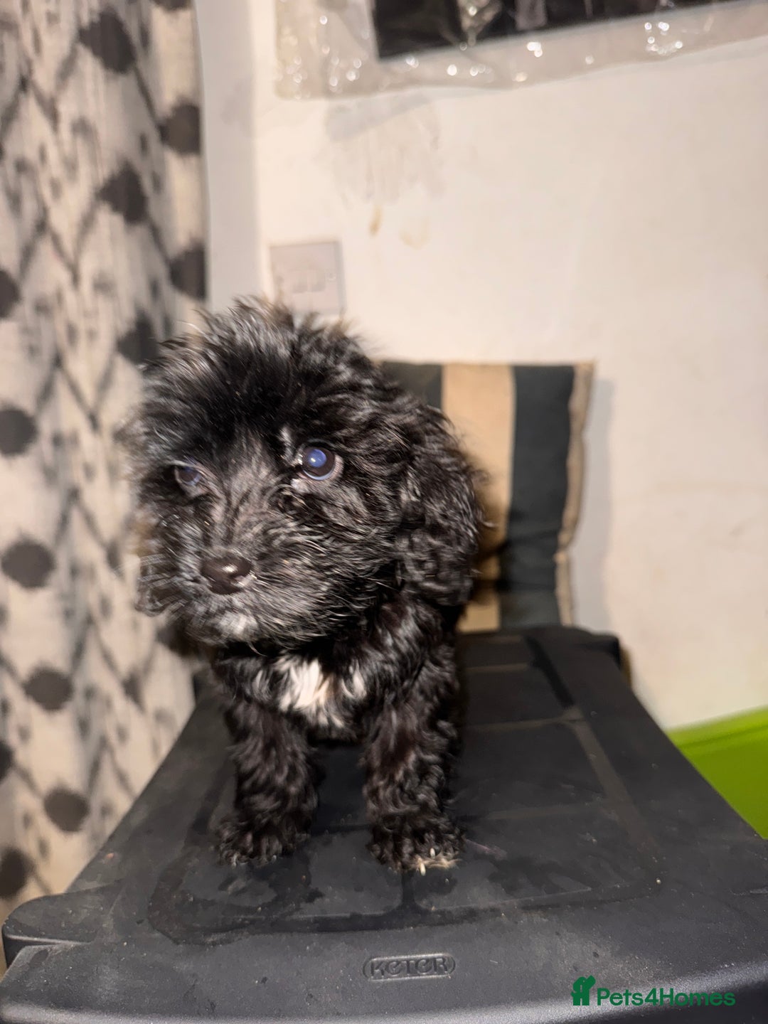 Cockapoo dogs for sale: Male Cockapoo - Advert 2