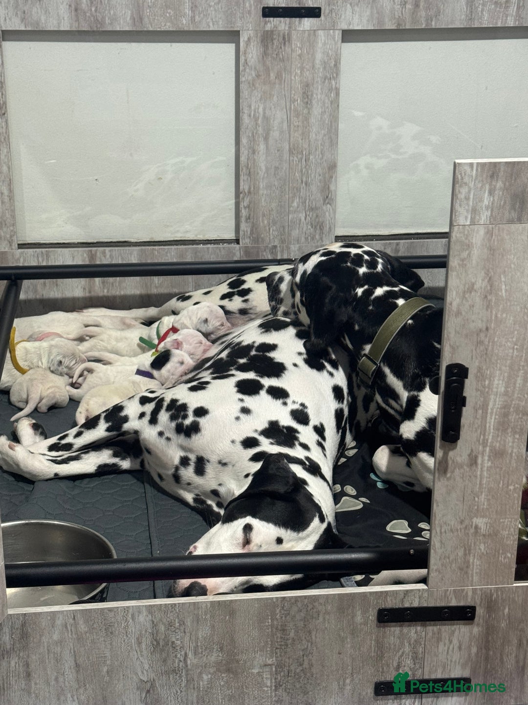 Dalmatian dogs for sale: KC Registered Dalmatian pups! - Advert 23