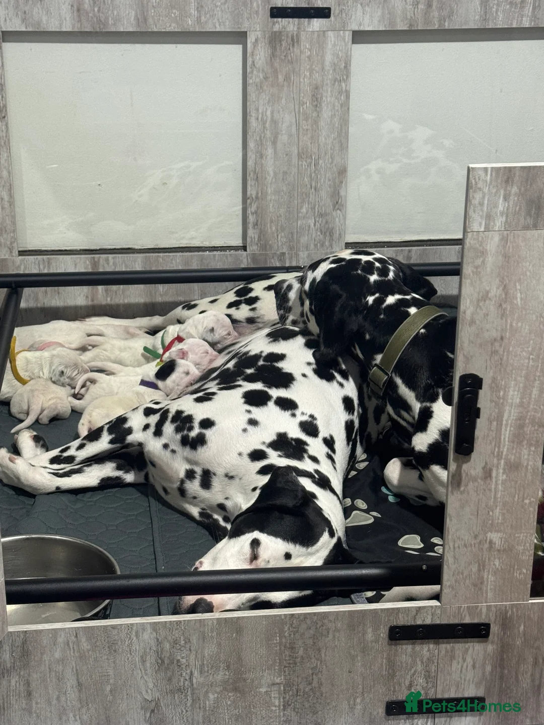Dalmatian dogs for sale: 1 Boy Left!!! (KC Registered dalmatian pups)!!) - Advert 5