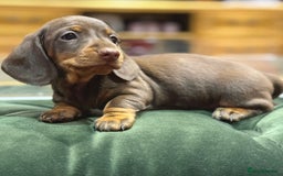 Miniature Dachshund dogs for sale: Three superb girls available NOW - Image 4