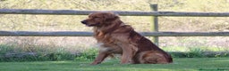Golden Retriever dogs for sale: Dark Red Working Golden Retriever puppies  - Advert 9