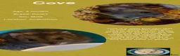 Hamster rodents for sale: Hamsters  - Advert 21
