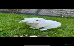 Mini Lop rabbits for sale: X2 male mini lop FREE to good home  - Image 2