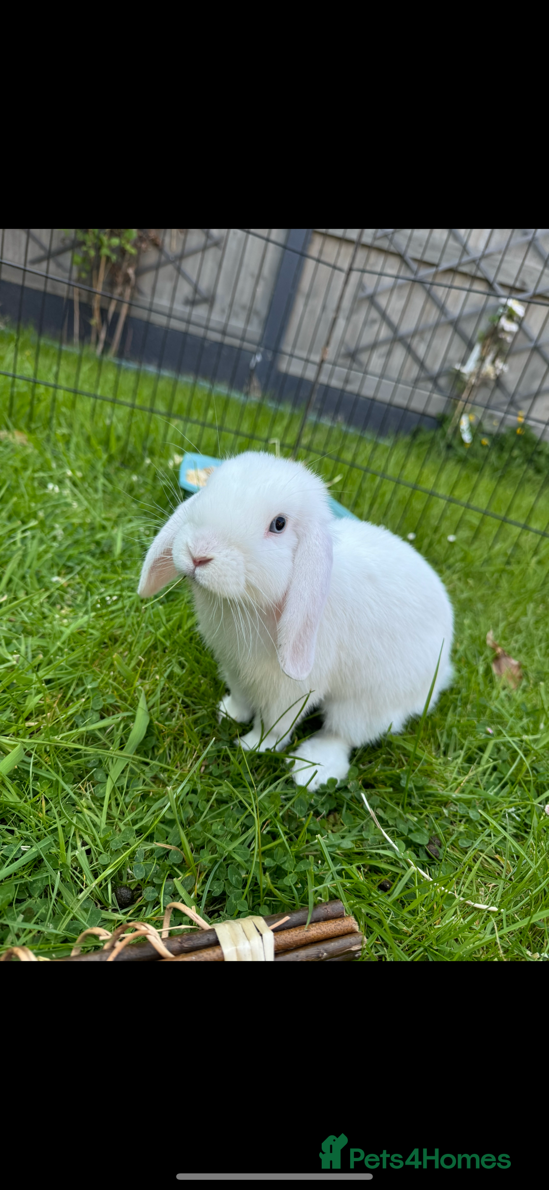 Mini Lop rabbits for sale: X2 male mini lop FREE to good home  - Image 2