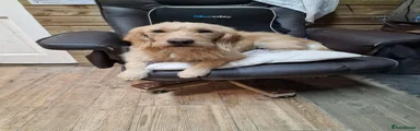 Labradoodle 1