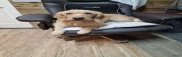 Labradoodle dogs for sale: Eris f1 labradoodle 4 years old  - Advert 7