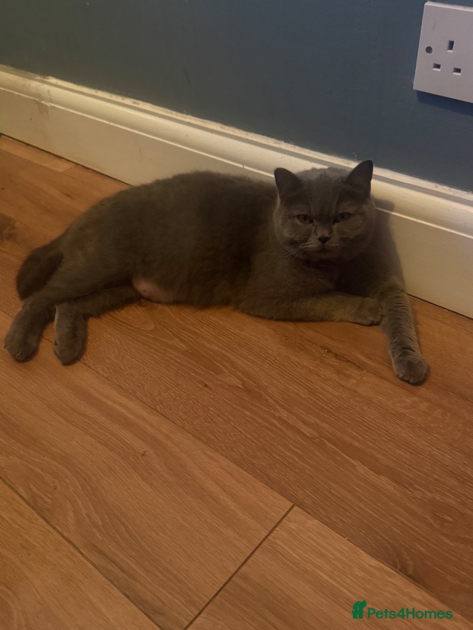 Mixed Breed cats BSH x Persian - Advert 1