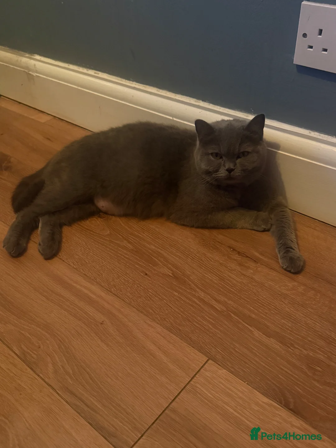 Mixed Breed cats for sale: BSH x Persian Kittens  - Advert 2