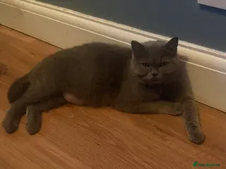 Mixed Breed cats BSH x Persian - Advert 1