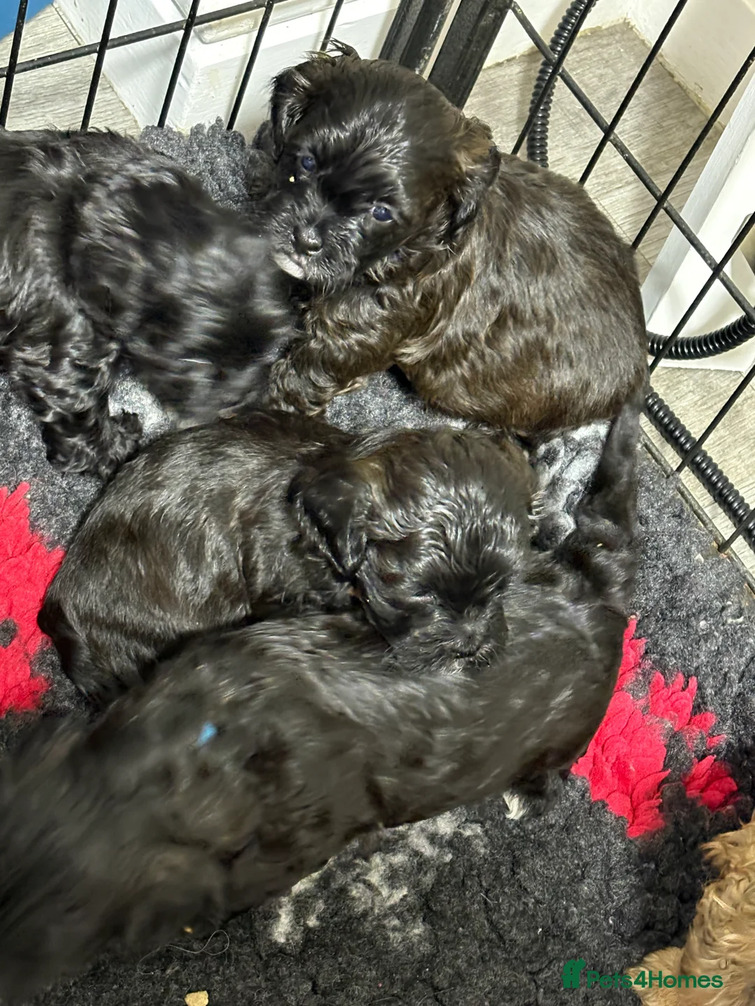 Shihpoo dogs for sale: Shihpoo f1 puppies  🩷🩷 - Advert 4