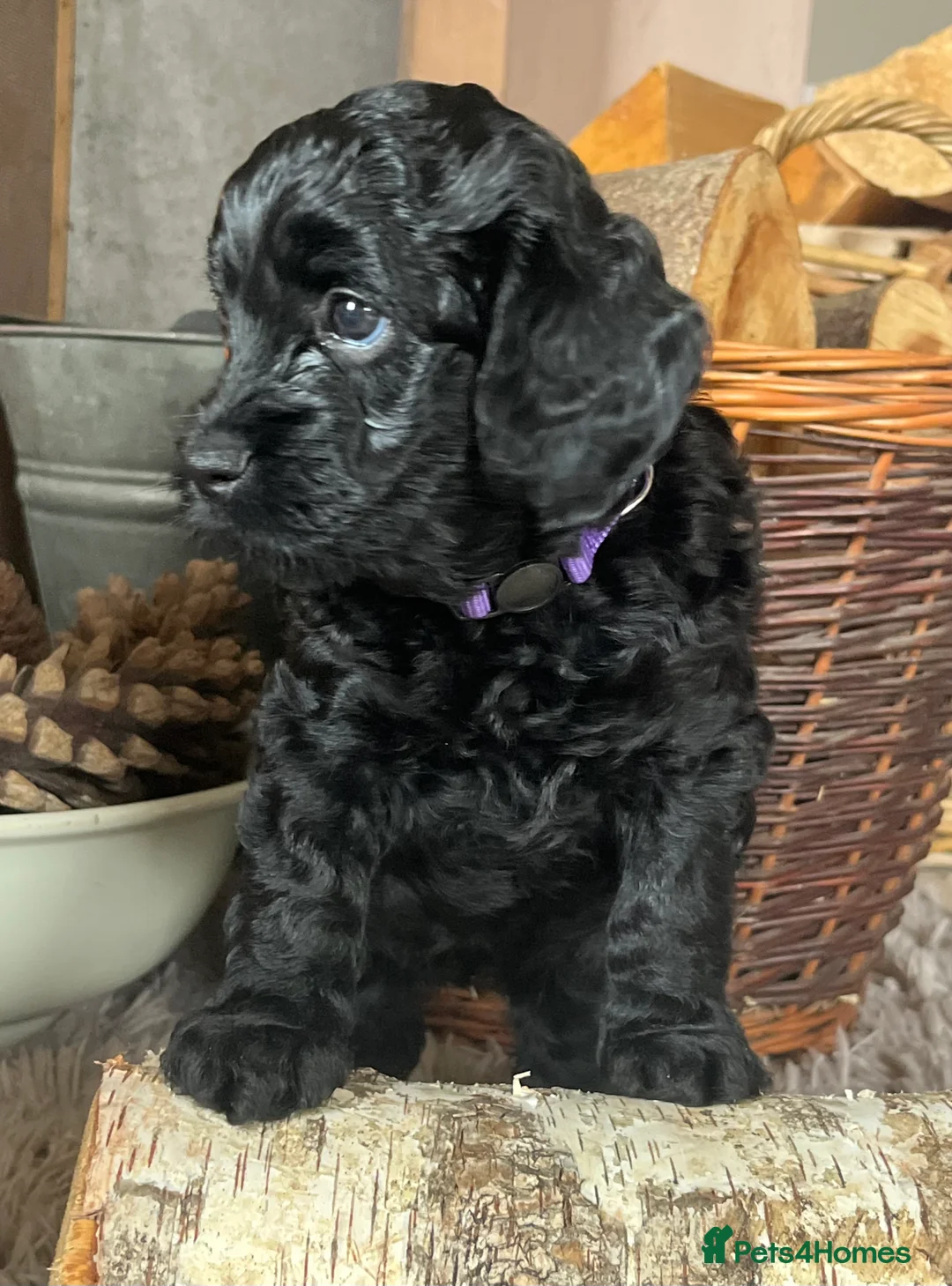 Cockapoo dogs for sale: Health tested F1B black female cockapoo  - Advert 3