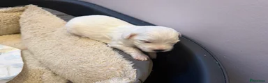 Havanese 3