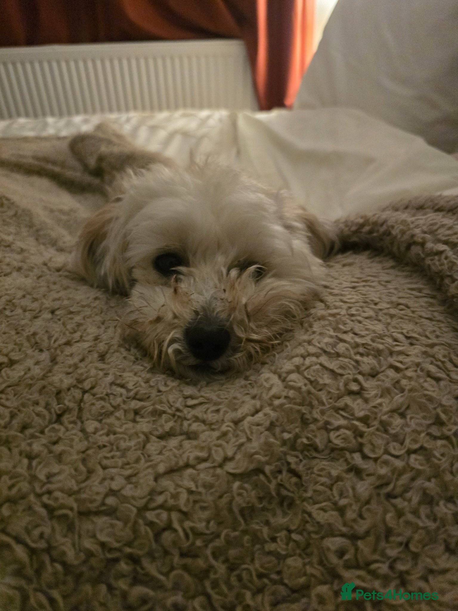 Maltipoo dogs for sale: Roxy  in Chester-le-Street - Advert 9