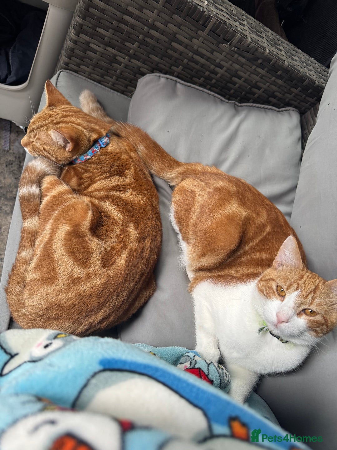 British Shorthair cats for sale: Two gorgeous ginger boys to go together  - Advert 18