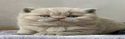 British Shorthair cats for sale: Adorable lilac British shorthair kittens - Advert 2