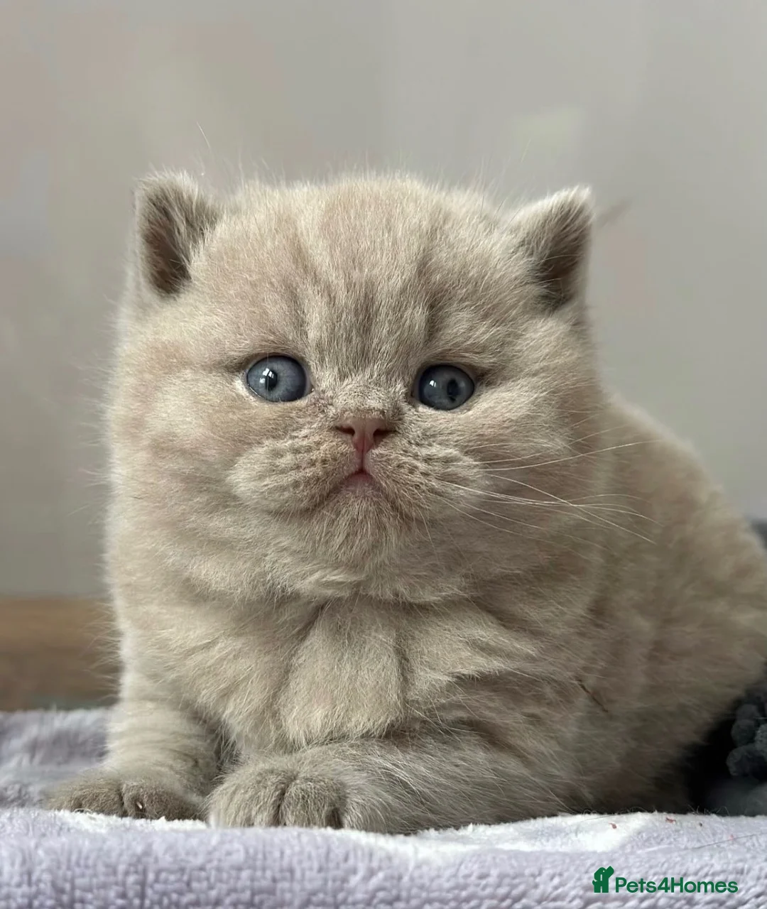 British Shorthair cats for sale: Adorable lilac British shorthair kittens - Advert 2