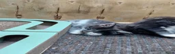 Mixed Breed cats for sale: Kitten for rehoming  in Mansfield - Advert 7