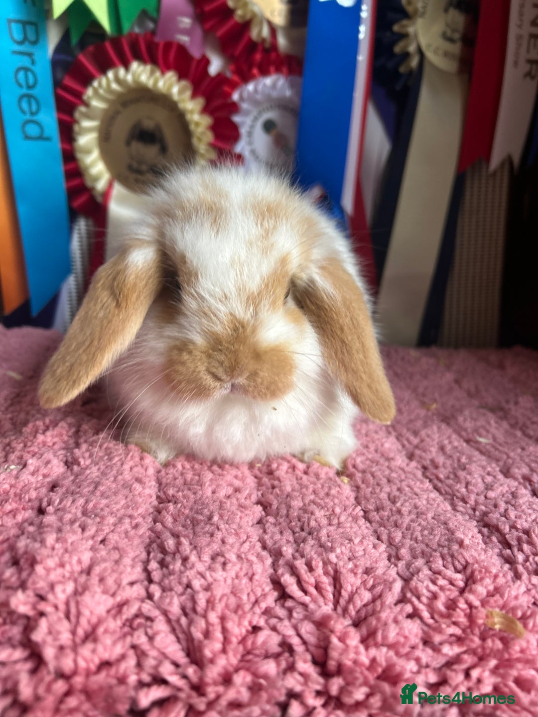 Mini Lop rabbits for sale: Vaccinated mini lop and lion lop babies - Advert 9
