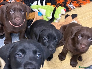 Labrador Retriever dogs - Advert 13