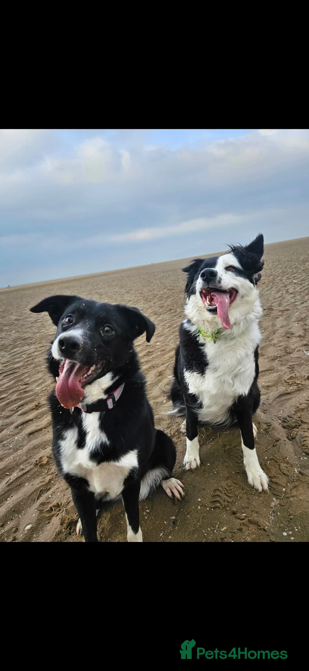 Border Collie dogs for sale: Luna is looking for an adventurous family - Advert 2