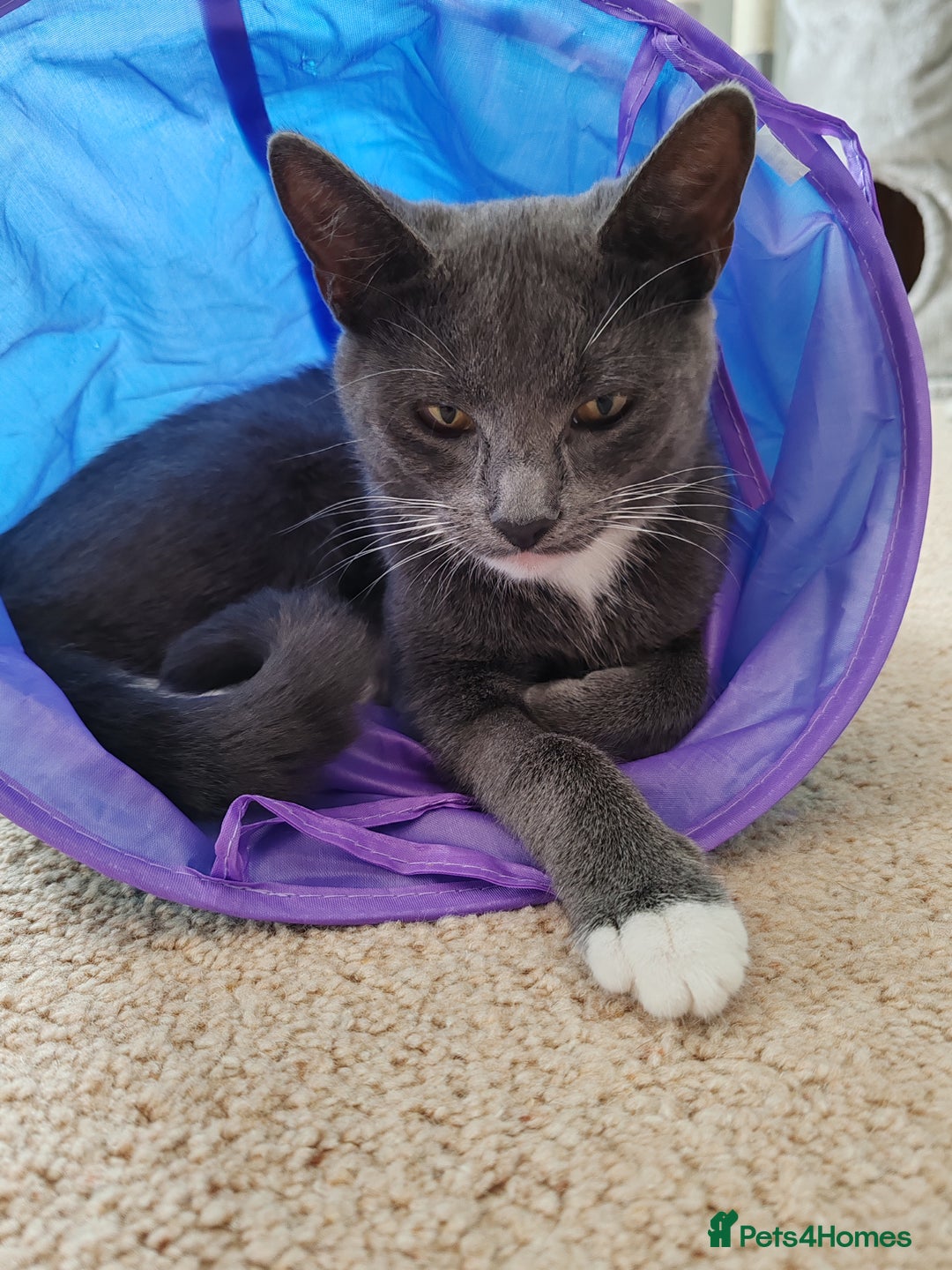 Mixed Breed cats for sale: Grey tuxedo 9 month kitten for a loving home  - Image 8