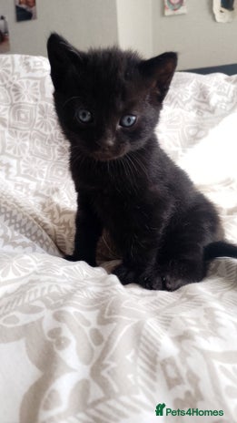 British Shorthair cats - Advert 5