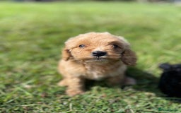 Cockapoo dogs for sale: F1 cockapoos - Image 20