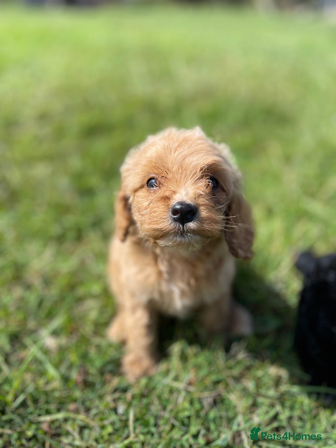 Cockapoo dogs for sale: F1 cockapoos - Image 20