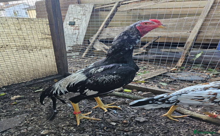 Chickens poultry - Advert 1
