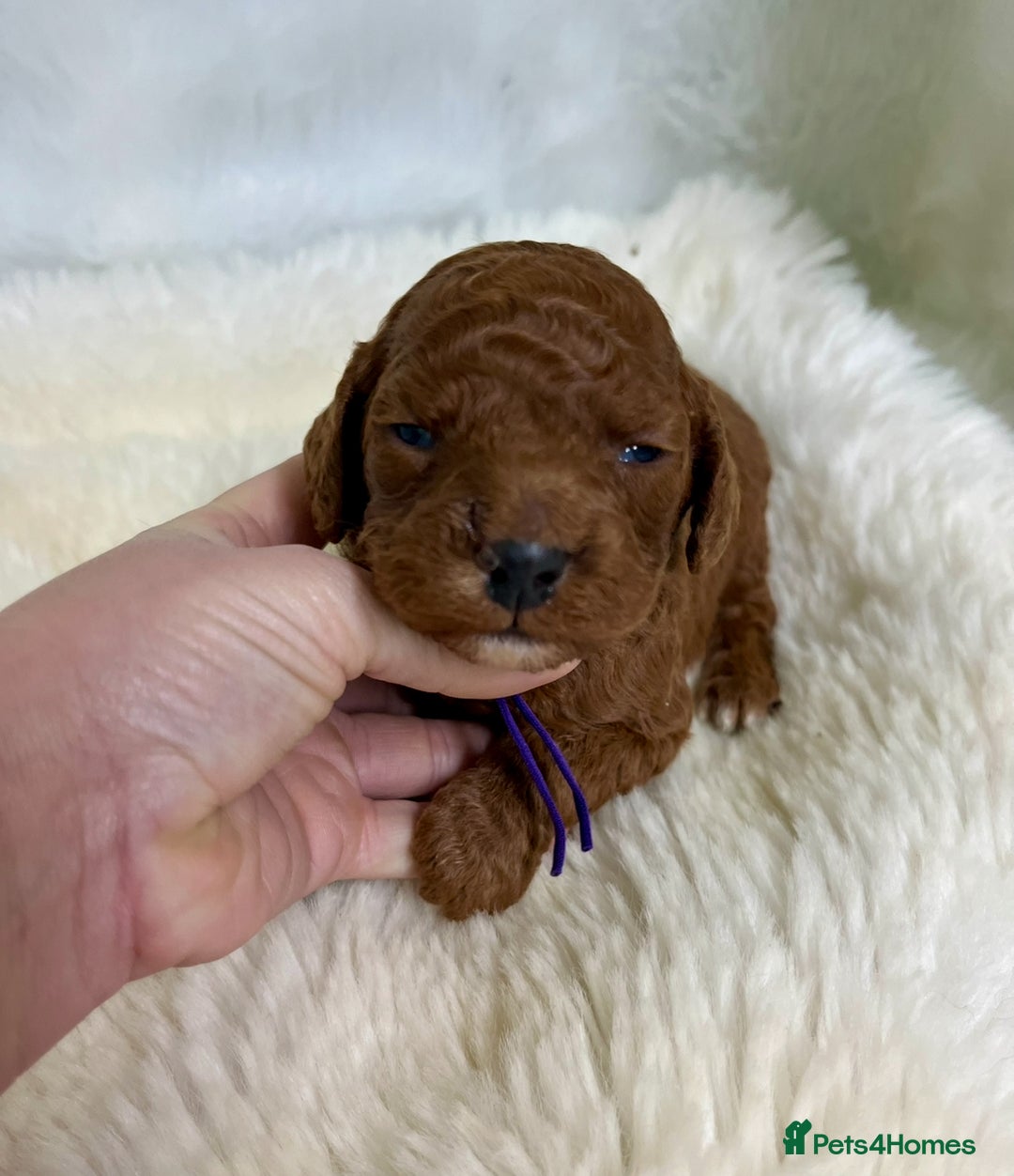 Goldendoodle dogs for sale: multigenerational Australian Red double doodles  - Advert 7