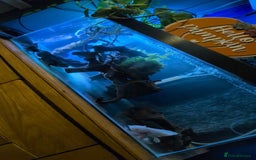 Axolotl reptiles for sale: 3x axolotl with tank  - Image 1