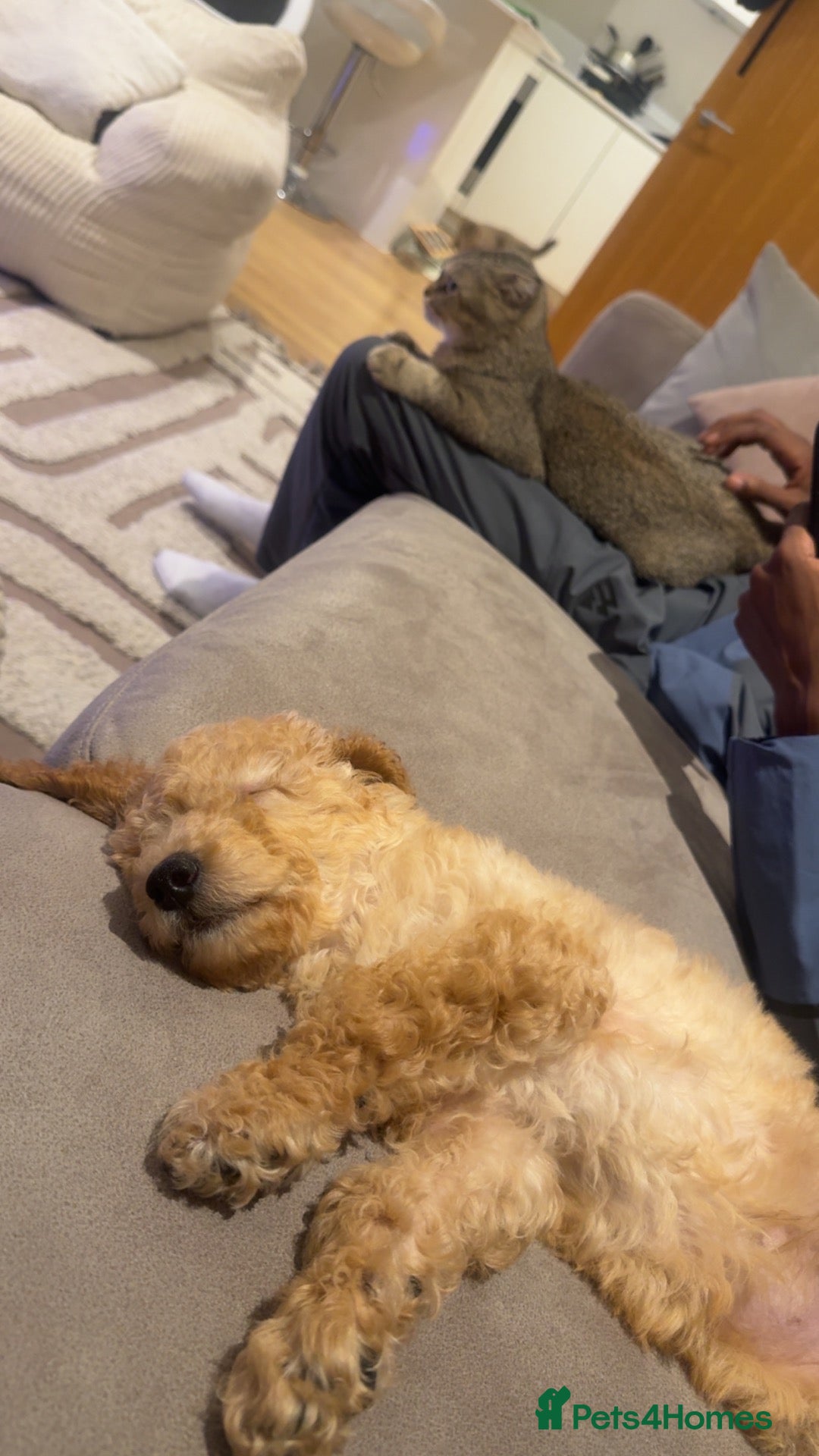 Toy Poodle dogs Toy poodle  - Advert 1