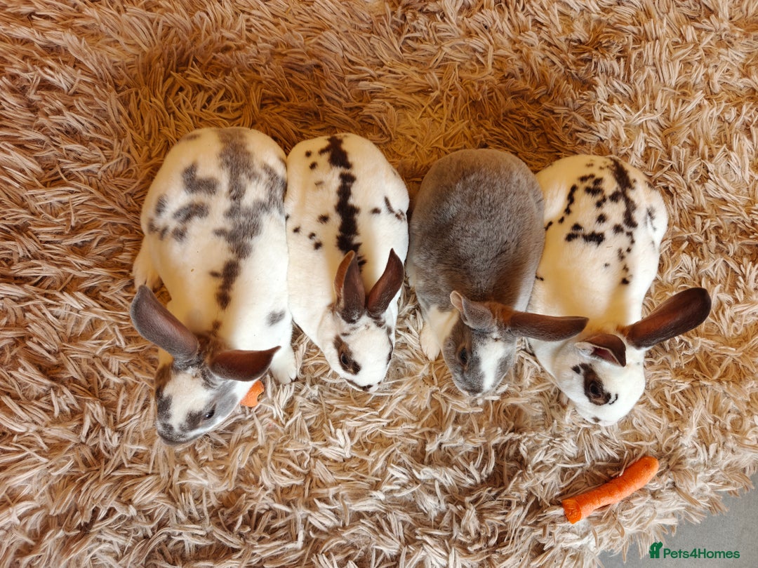 Rex rabbits for sale: Mini Rex Does - Advert 11