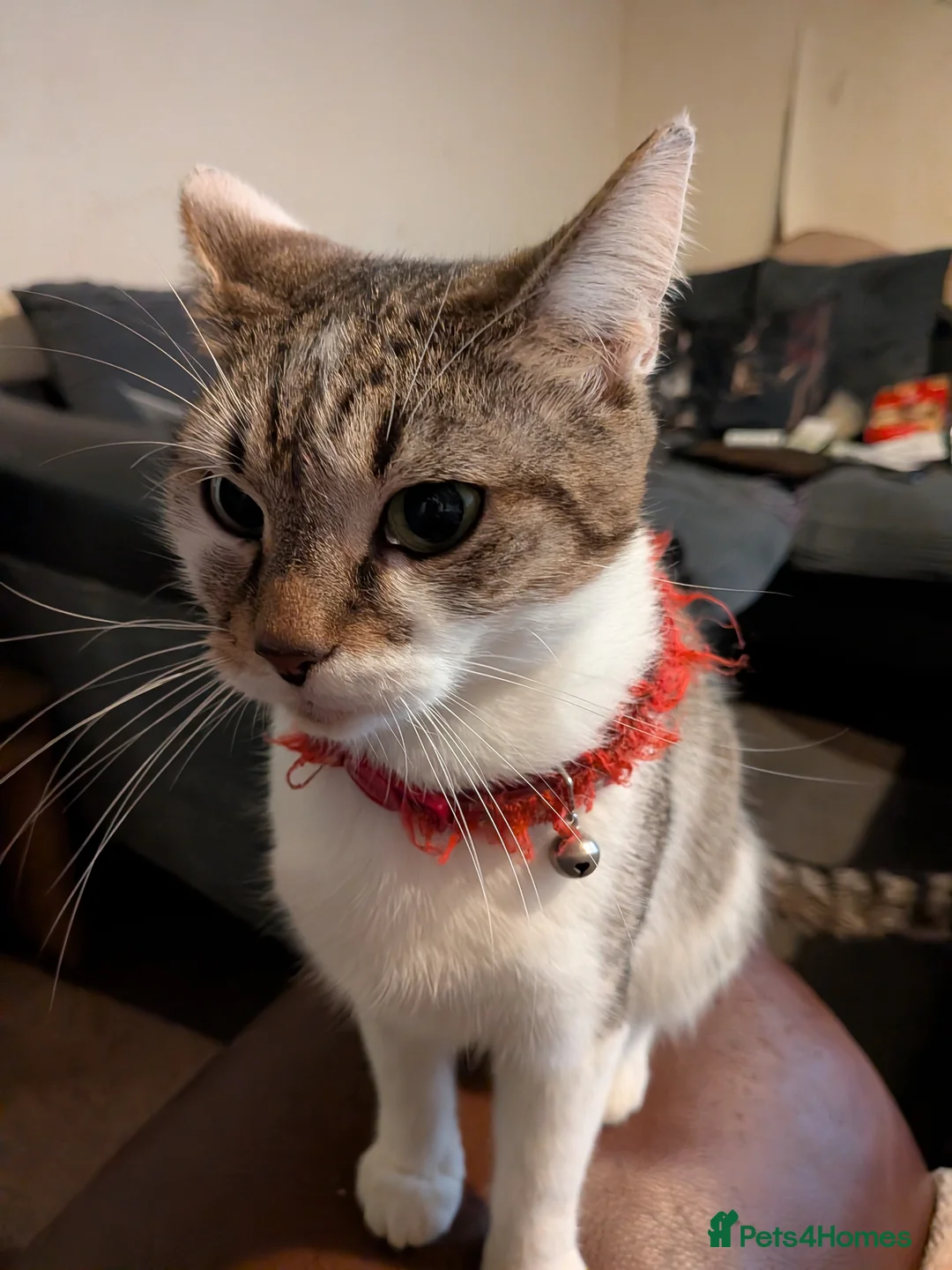 Mixed Breed cats for sale: 2 kitten  - Advert 4