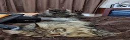 Maine Coon cats for sale: Magnificent Polydactyl Black Smoke Maine Coon - Advert 5