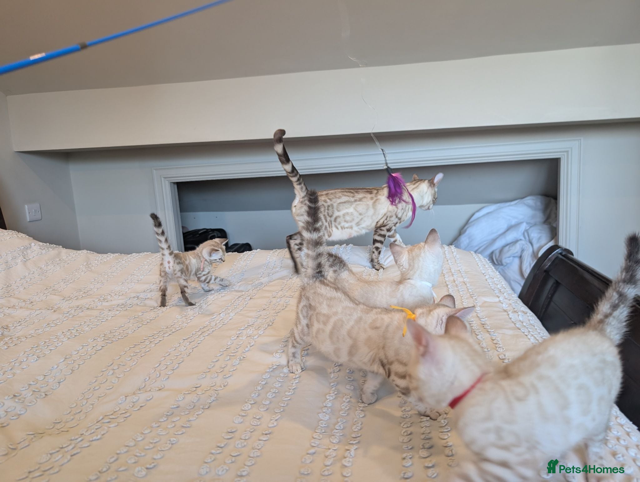 Bengal cats 🤍🩶 GORGEOUS BENGAL KITTENS 🩶🤍 - Advert 2