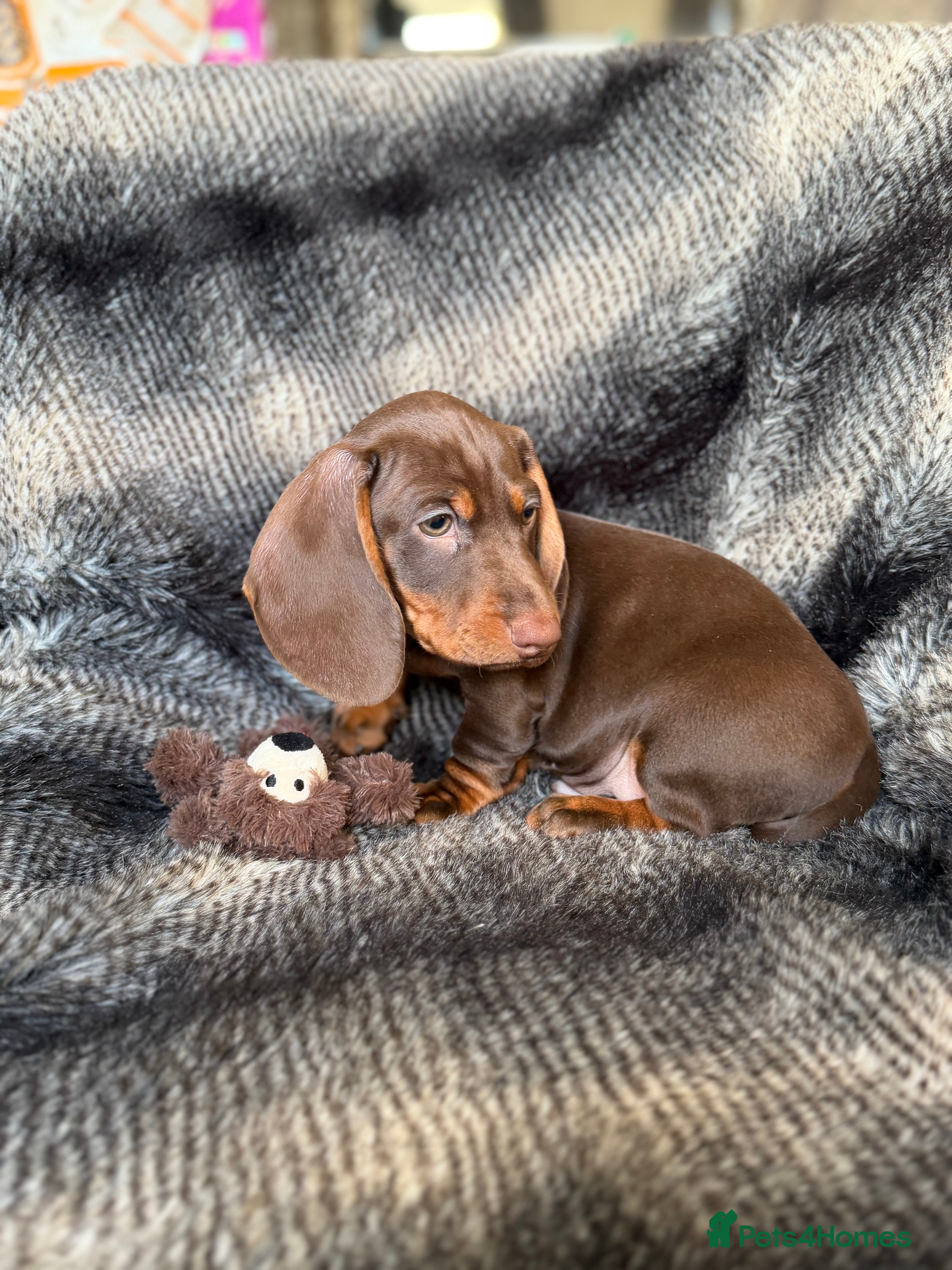Miniature Dachshund dogs KC Registered Miniature Shorthaired Dachshund - Advert 8