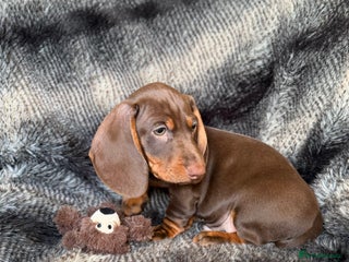 Miniature Dachshund dogs KC Registered Miniature Shorthaired Dachshund - Advert 12