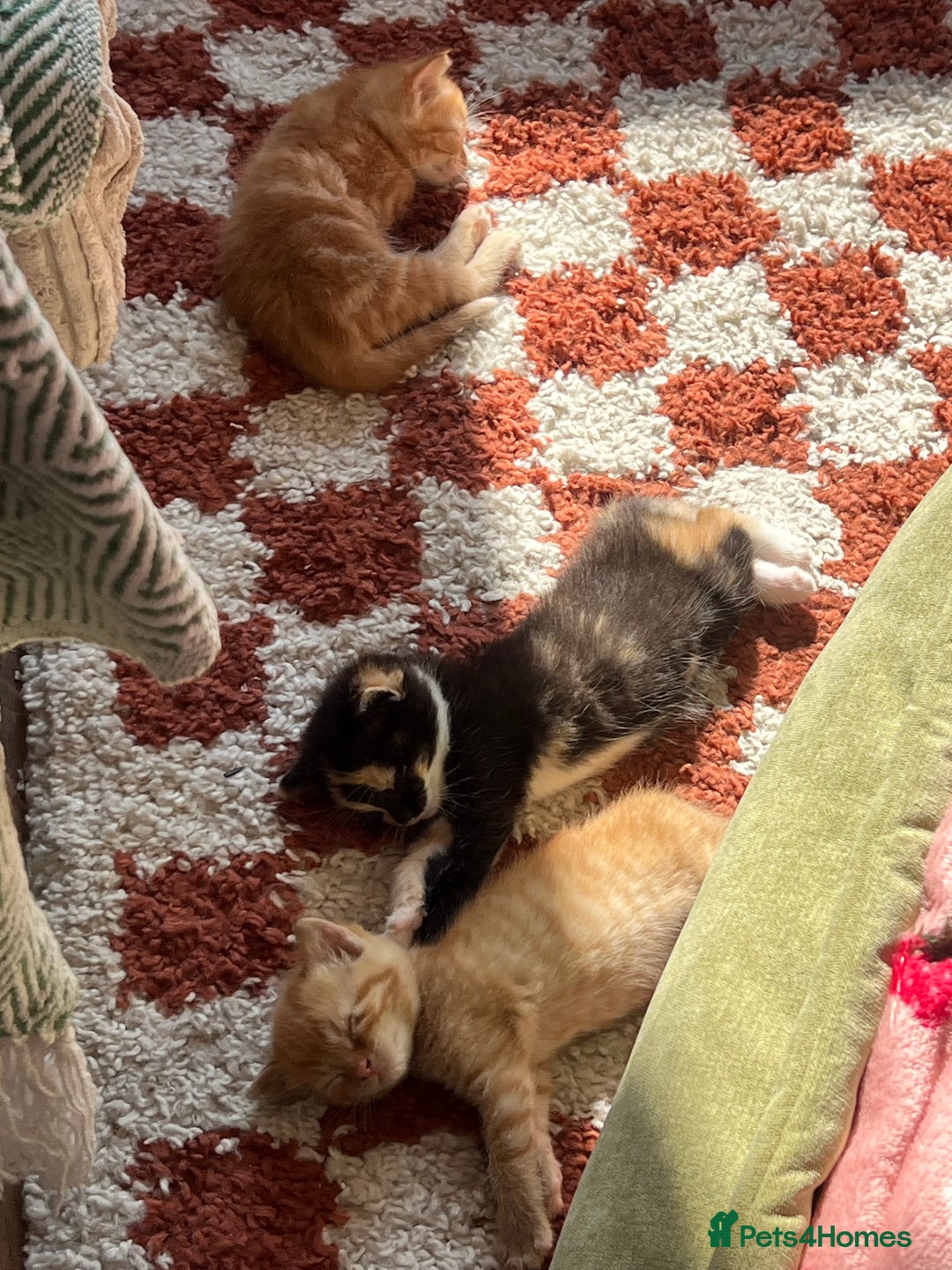 Domestic Shorthair cats for sale: 3 girl kittens  - Image 4