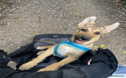 Mixed Breed dogs for sale: Belgian Malinois Puppy - Image 8