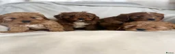 Cavapoo dogs for sale: Gorgeous Red Cavapoo Puppies - Advert 21
